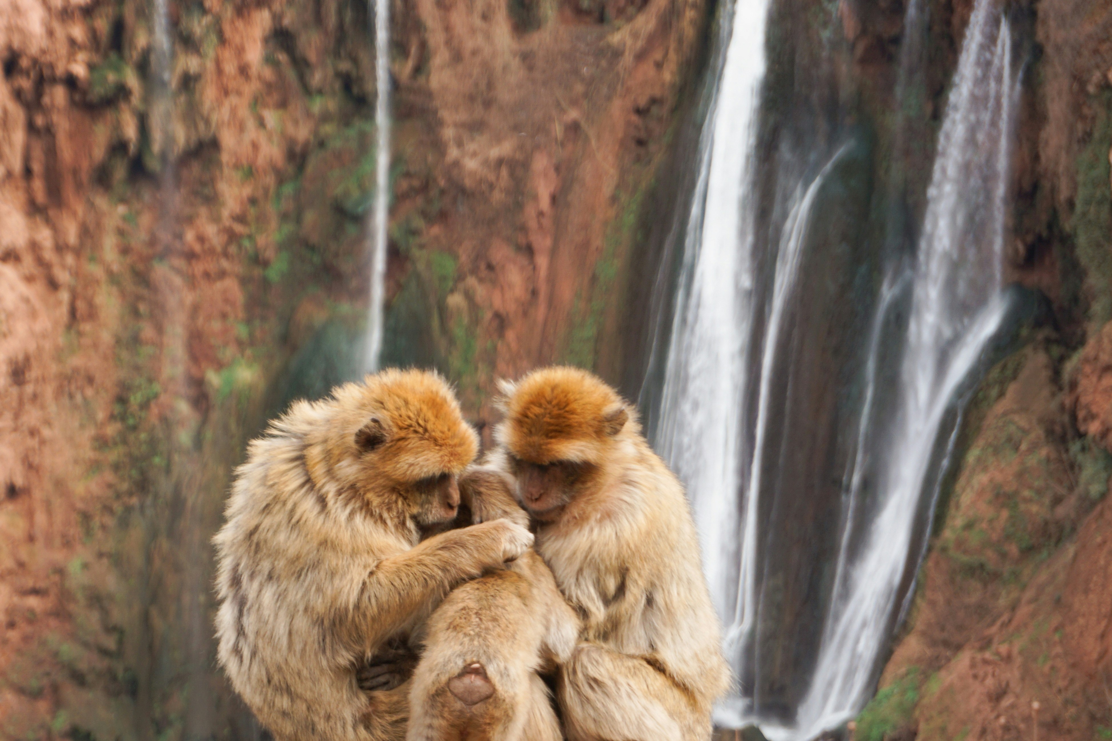 Ouzoud Waterfalls from Marrakech